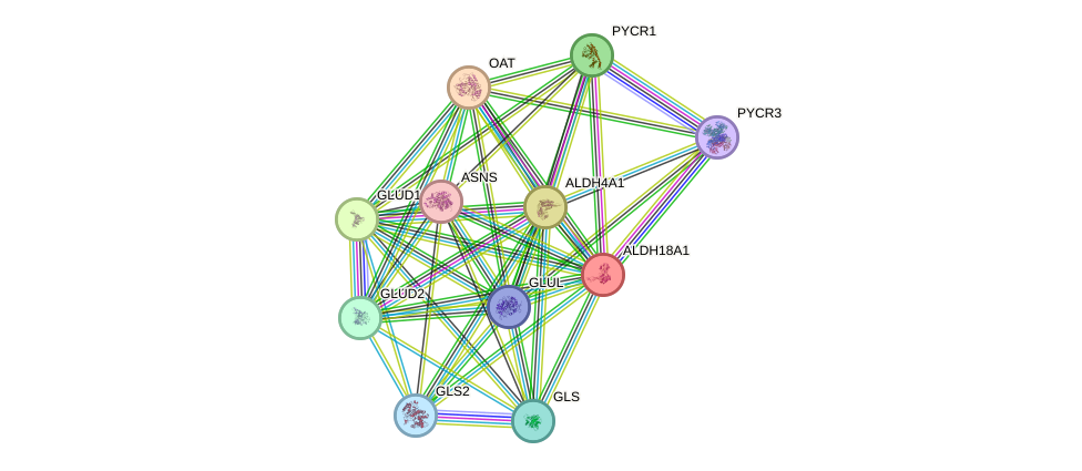 STRING protein interaction network