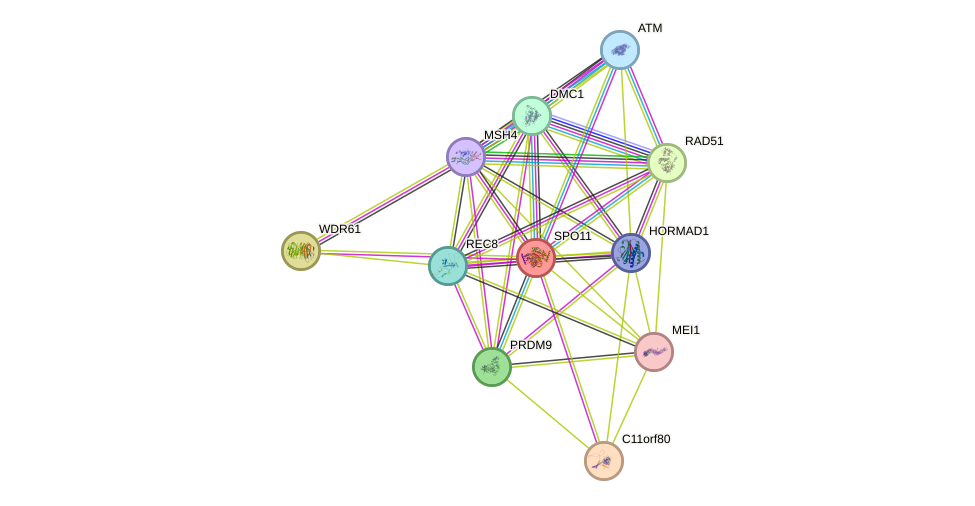 STRING protein interaction network