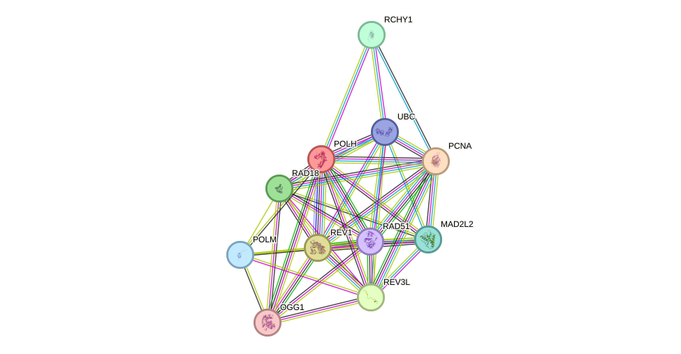 STRING protein interaction network