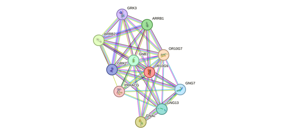 STRING protein interaction network