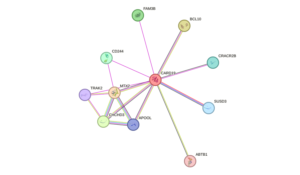 STRING protein interaction network