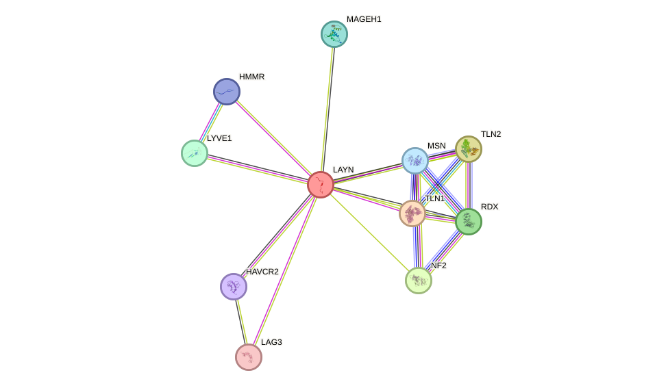 STRING protein interaction network