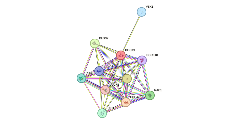 STRING protein interaction network