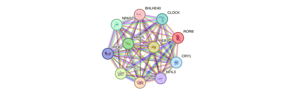 STRING protein interaction network