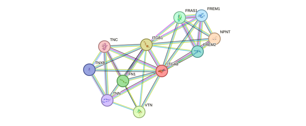 STRING protein interaction network