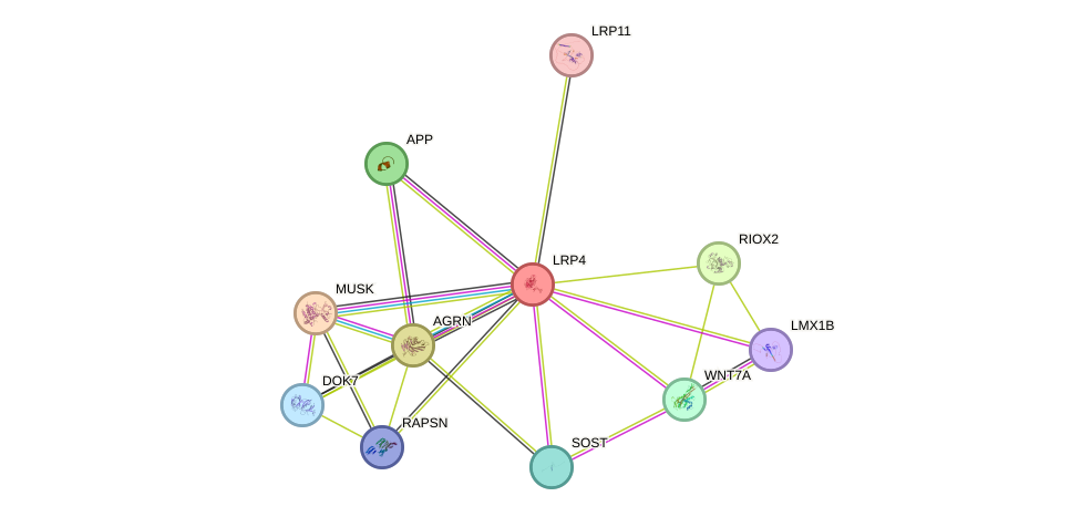 STRING protein interaction network