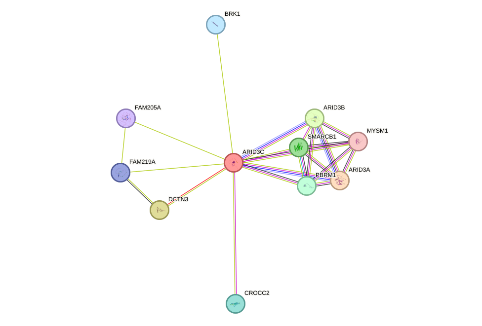 STRING protein interaction network