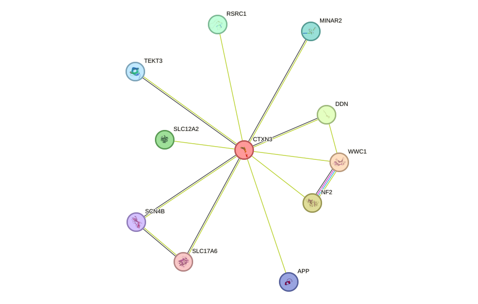 STRING protein interaction network