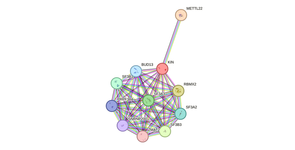 STRING protein interaction network