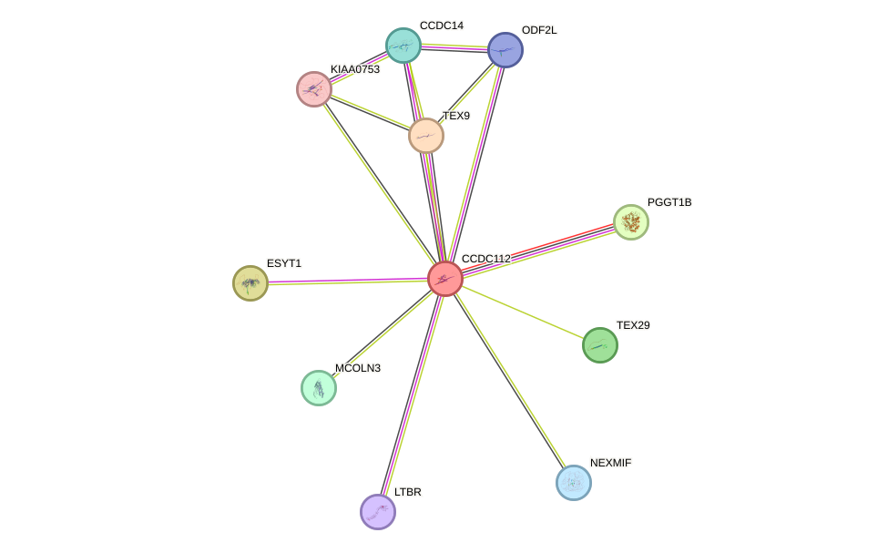 STRING protein interaction network