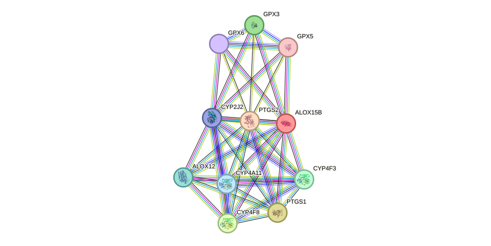 STRING protein interaction network