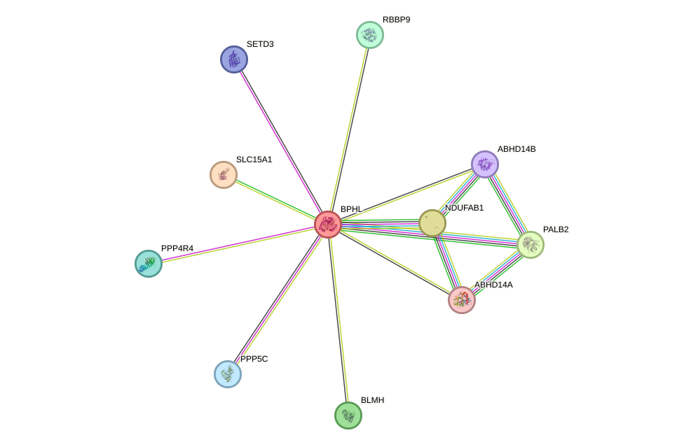 STRING protein interaction network