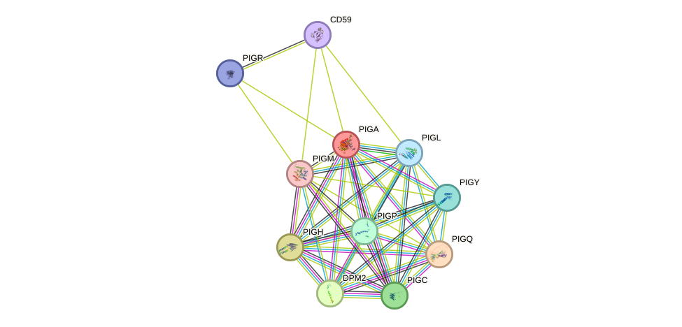 STRING protein interaction network