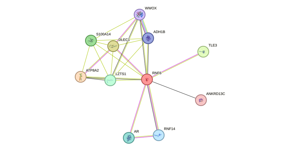 STRING protein interaction network