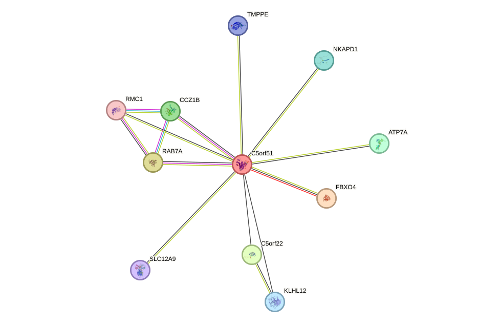 STRING protein interaction network