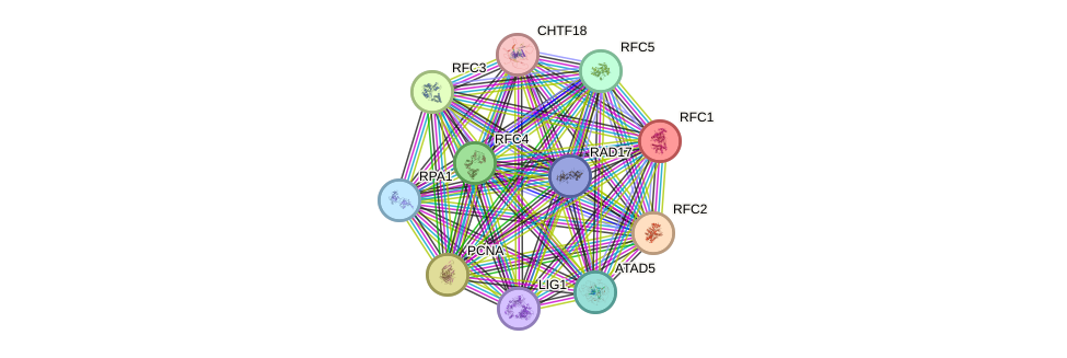 STRING protein interaction network