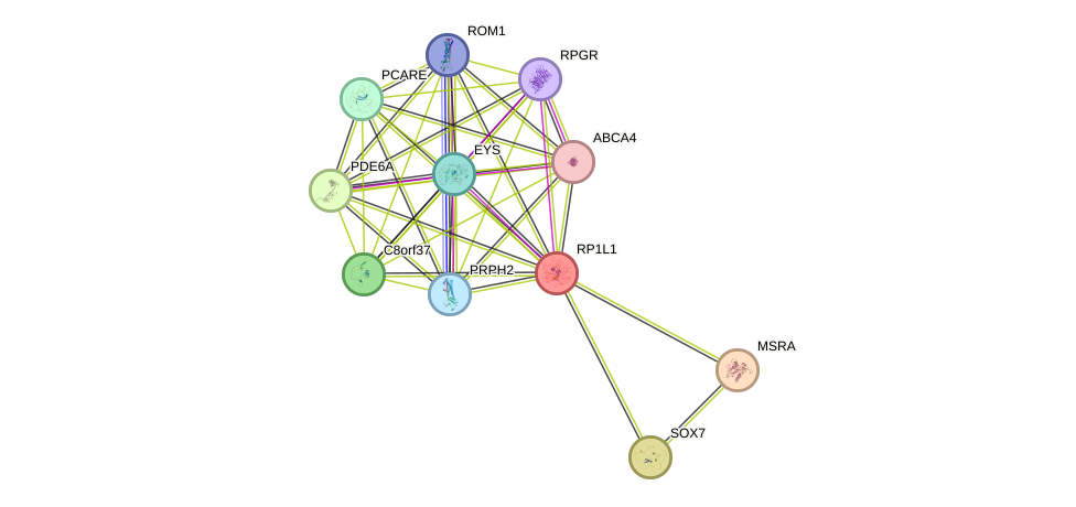 STRING protein interaction network