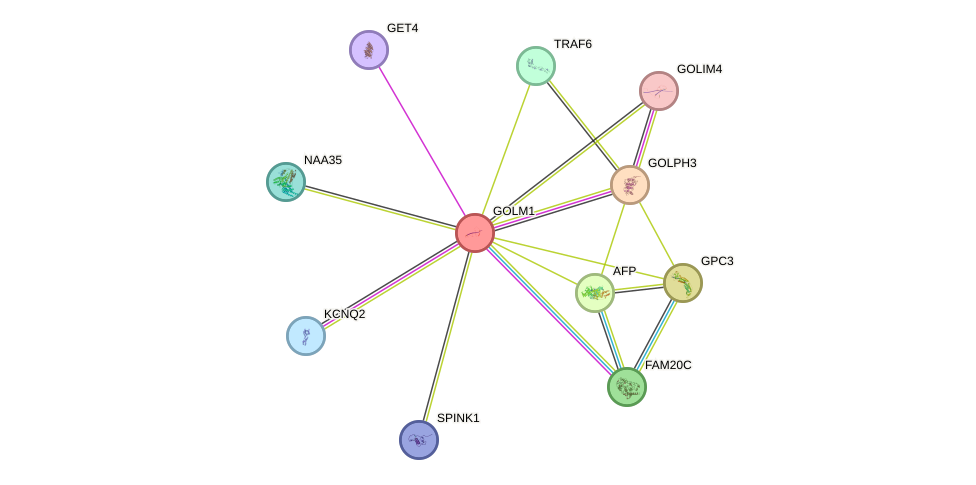 STRING protein interaction network