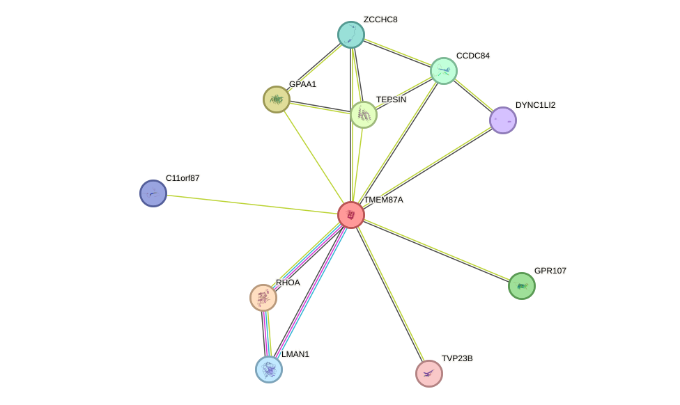 STRING protein interaction network