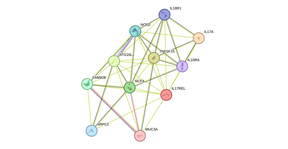 STRING protein interaction network