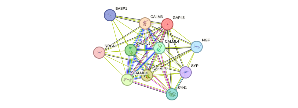 STRING protein interaction network