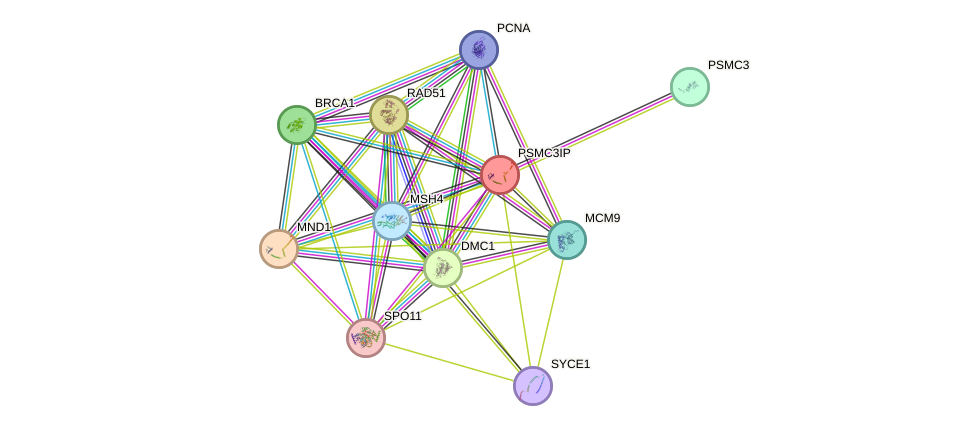 STRING protein interaction network