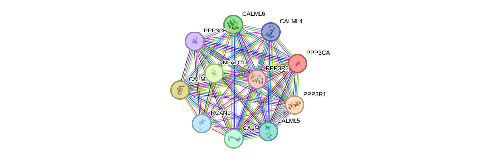 STRING protein interaction network