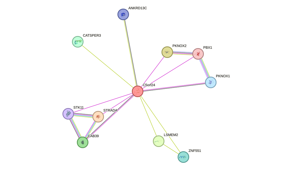 STRING protein interaction network