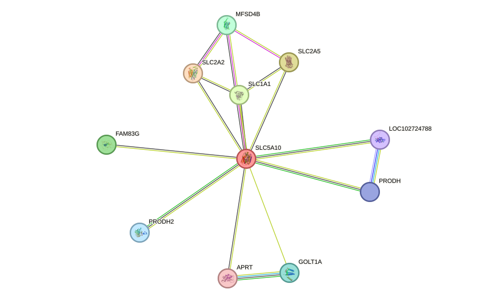 STRING protein interaction network