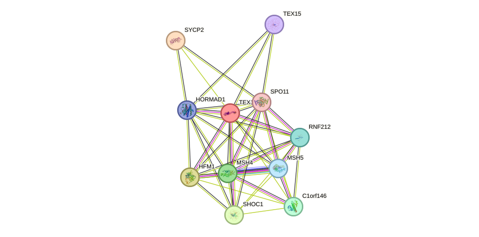 STRING protein interaction network