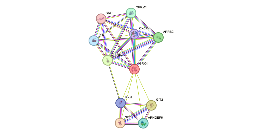 STRING protein interaction network