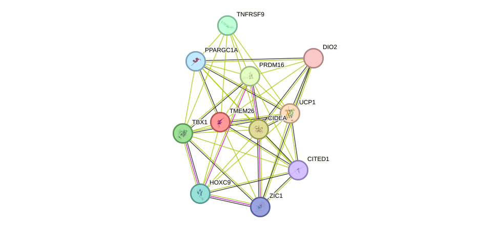 STRING protein interaction network