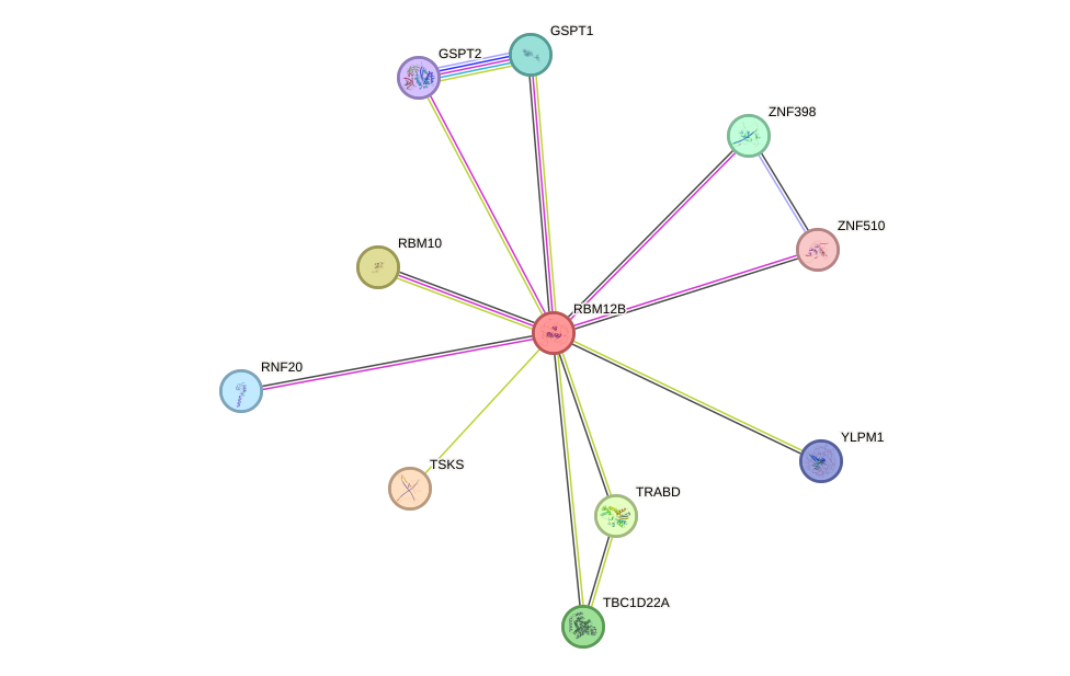 STRING protein interaction network