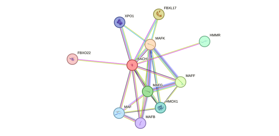 STRING protein interaction network