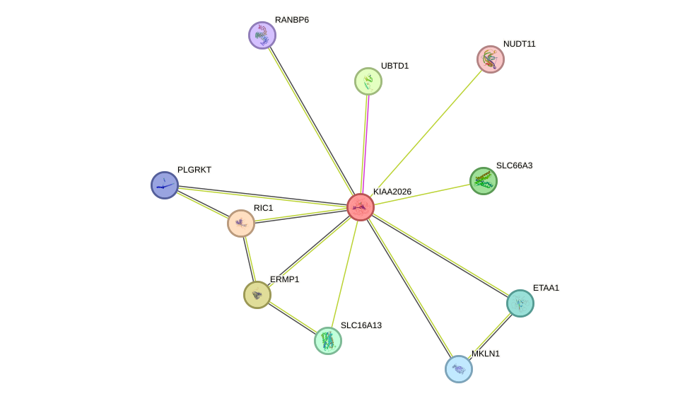 STRING protein interaction network