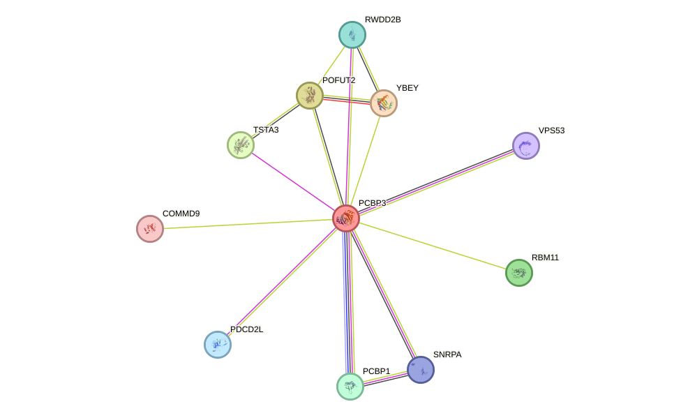 STRING protein interaction network