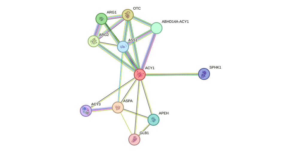 STRING protein interaction network