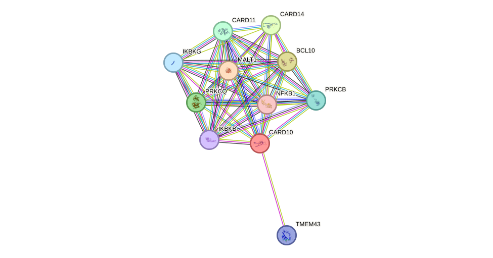 STRING protein interaction network