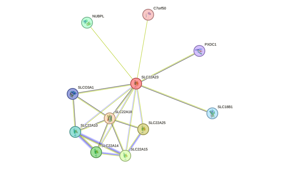 STRING protein interaction network