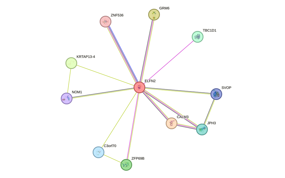 STRING protein interaction network