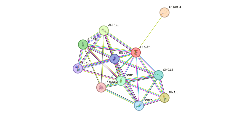 STRING protein interaction network