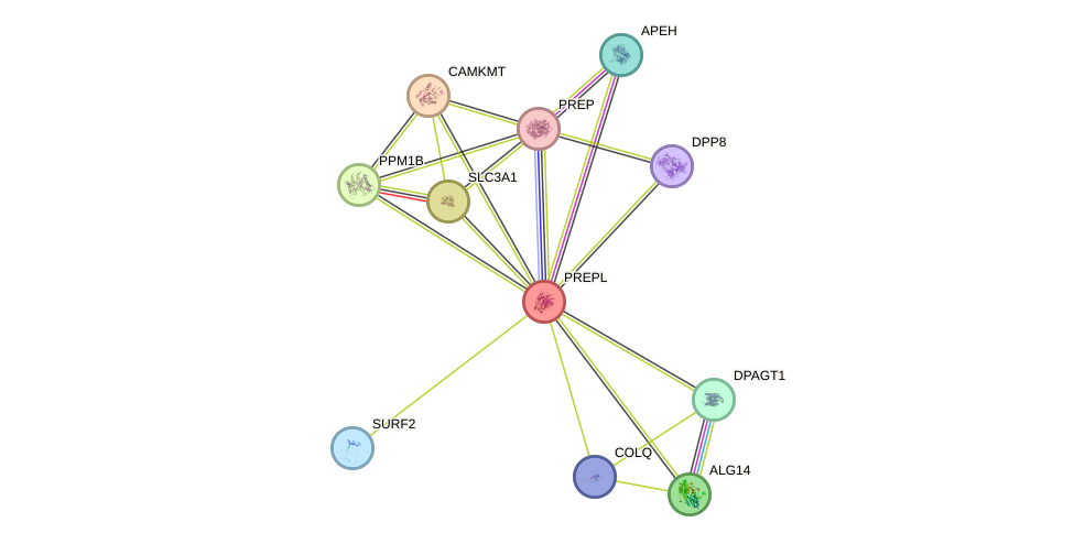 STRING protein interaction network