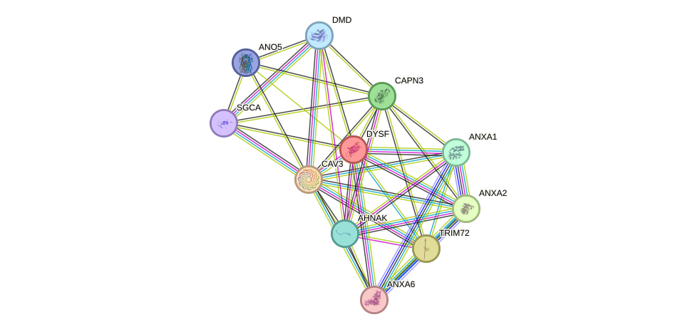 STRING protein interaction network