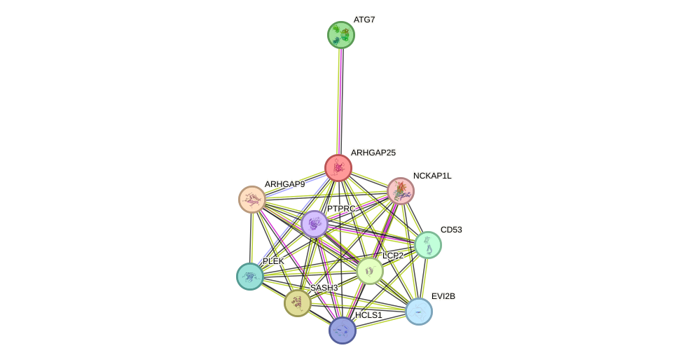 STRING protein interaction network