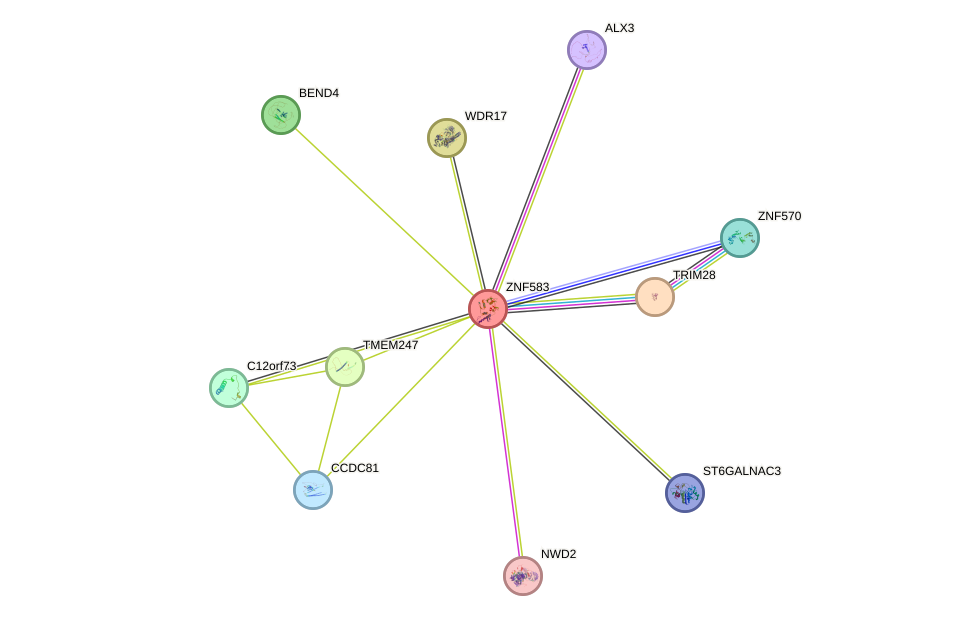 STRING protein interaction network