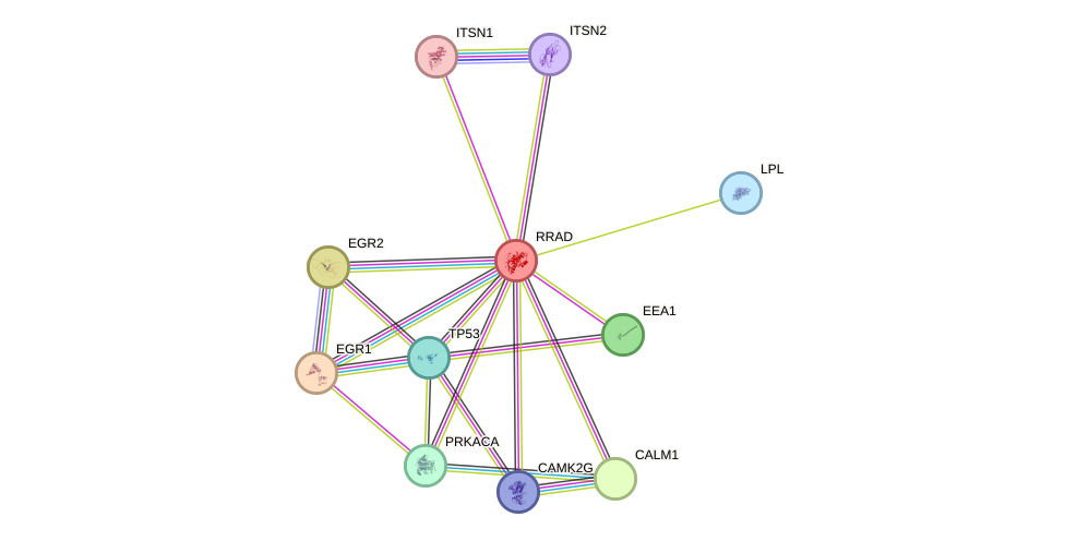 STRING protein interaction network