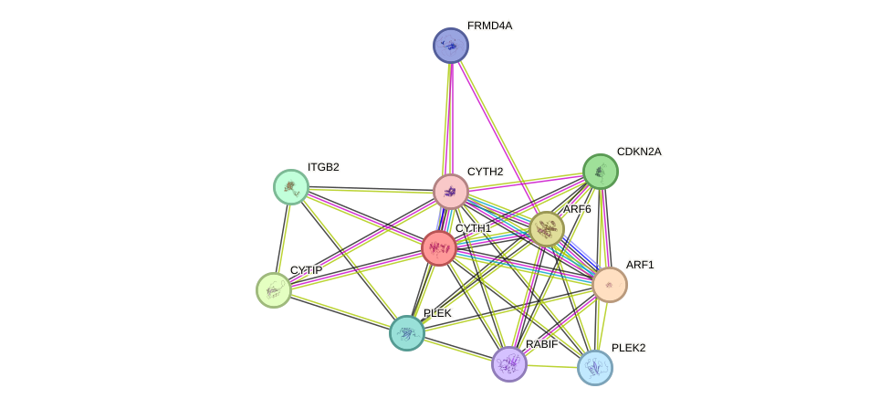 STRING protein interaction network