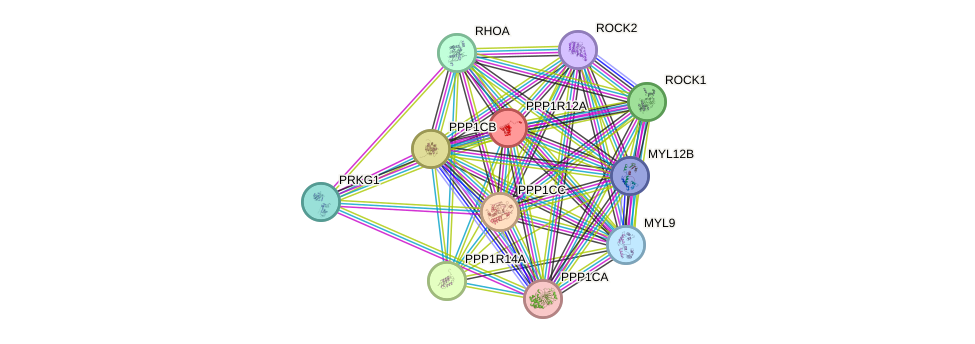 STRING protein interaction network