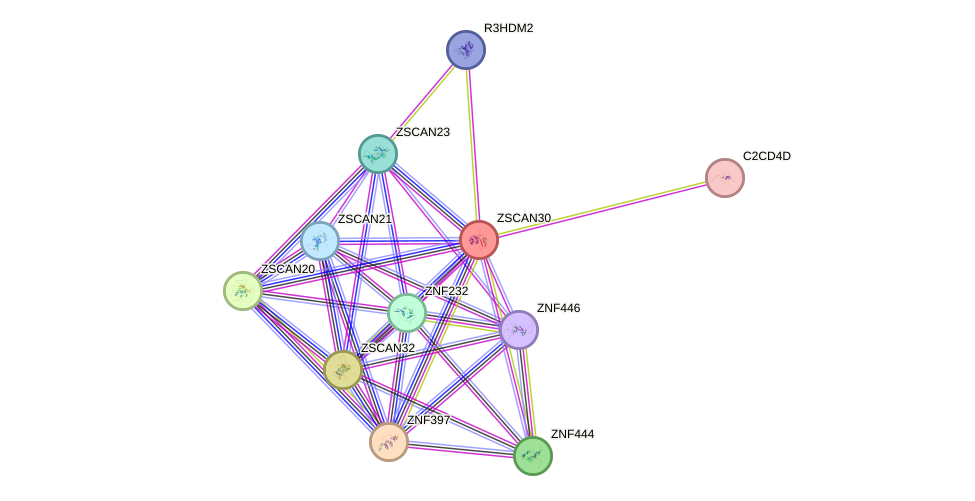 STRING protein interaction network