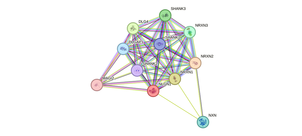 STRING protein interaction network